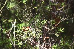 Image of Leucopogon fasciculatus