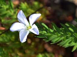 Imagem de Linum monogynum Forst. fil.