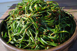 Image of Chinese chives