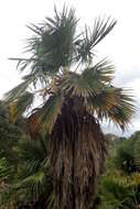 Image of Khasia Hills Fan Palm