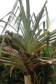 Image of pandanus