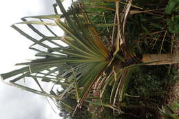 Imagem de Pandanus furcatus Roxb.