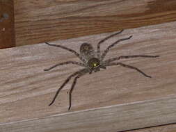 Image of Huntsman spider