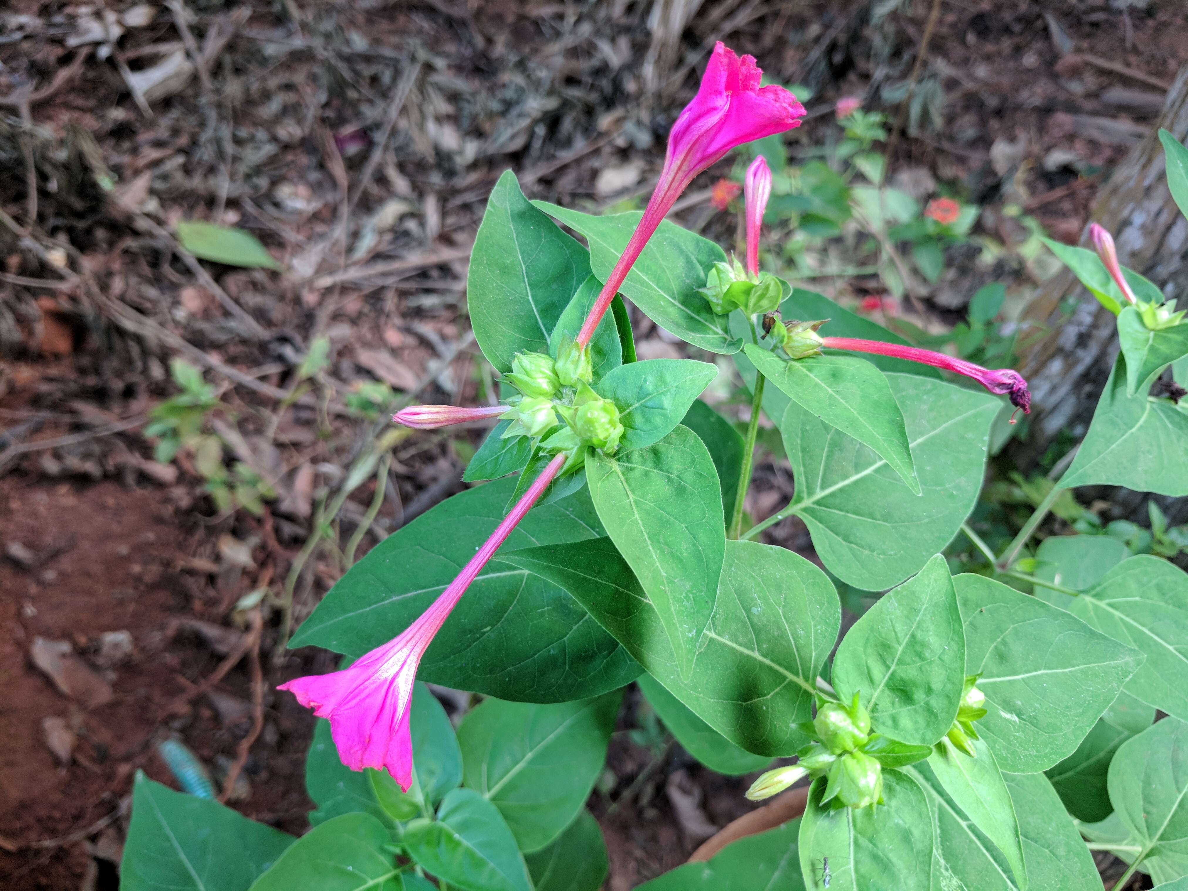 Image of Four o'Clock flower