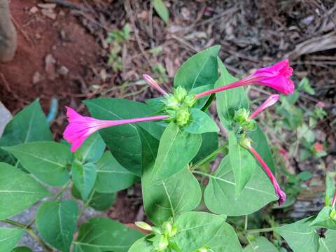 Image of Four o'Clock flower