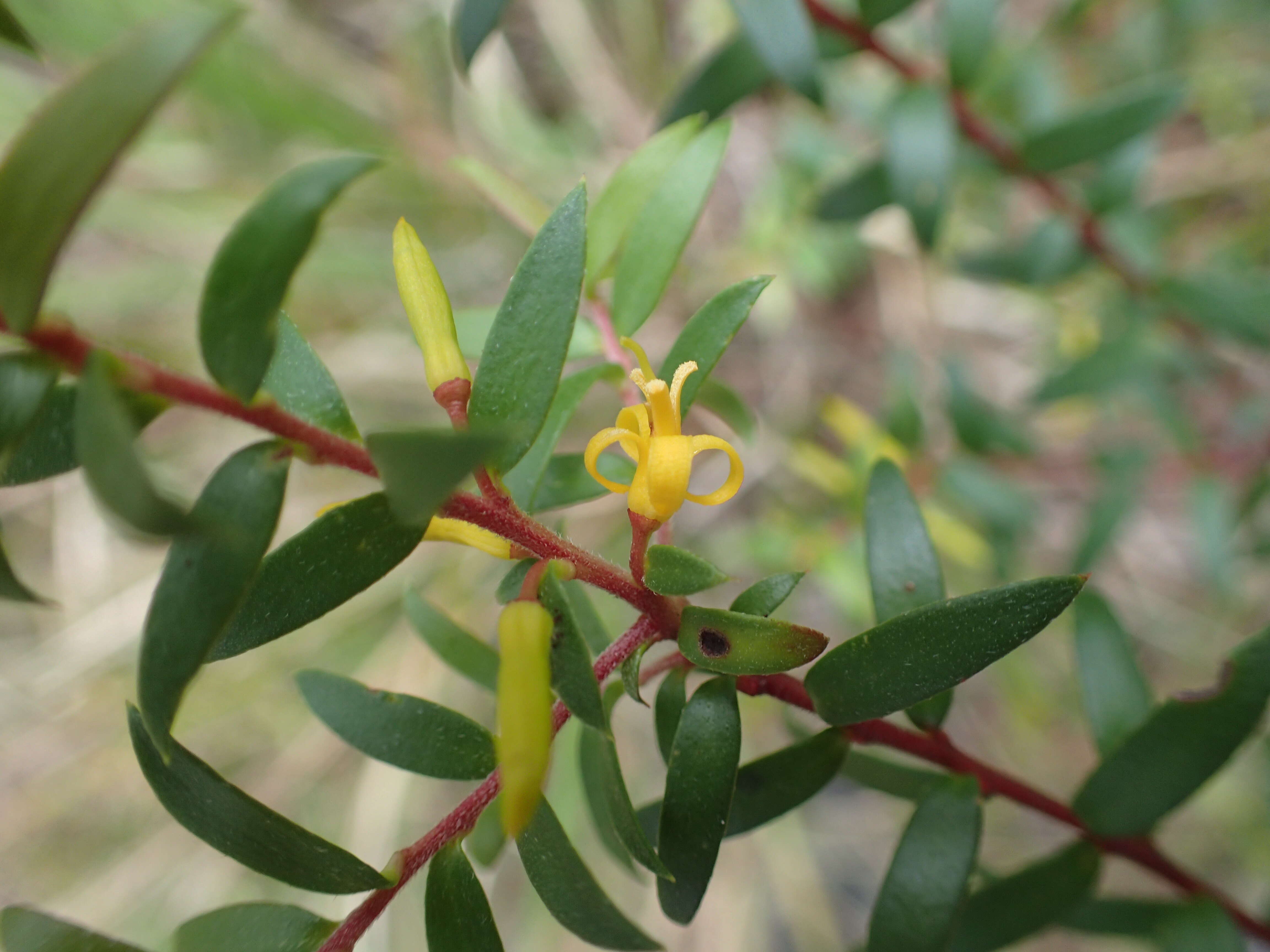 Plancia ëd Persoonia acuminata L. A. S. Johnson & P. H. Weston