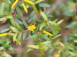 Plancia ëd Persoonia acuminata L. A. S. Johnson & P. H. Weston