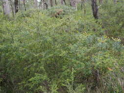 Plancia ëd Persoonia acuminata L. A. S. Johnson & P. H. Weston