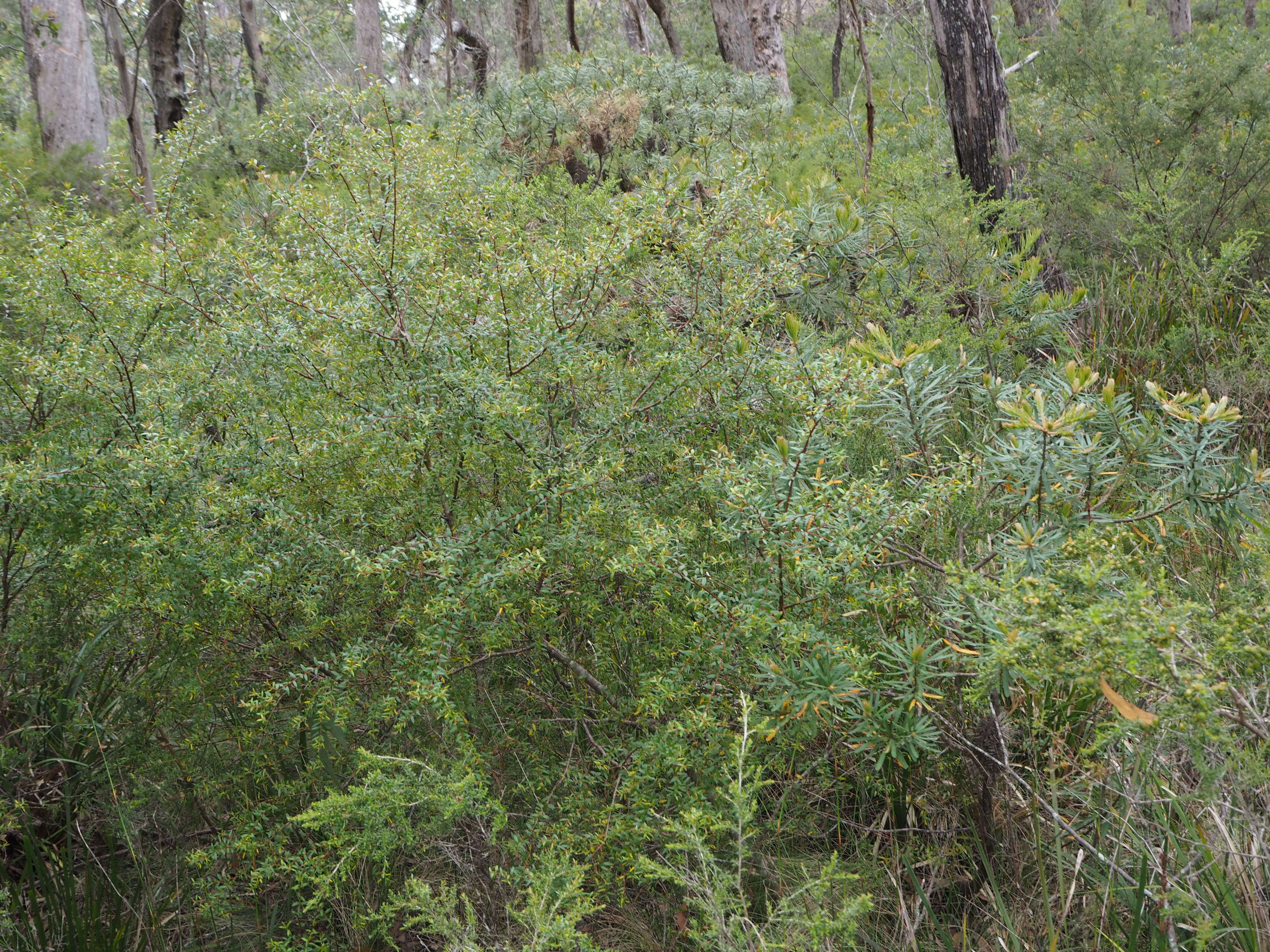 Plancia ëd Persoonia acuminata L. A. S. Johnson & P. H. Weston