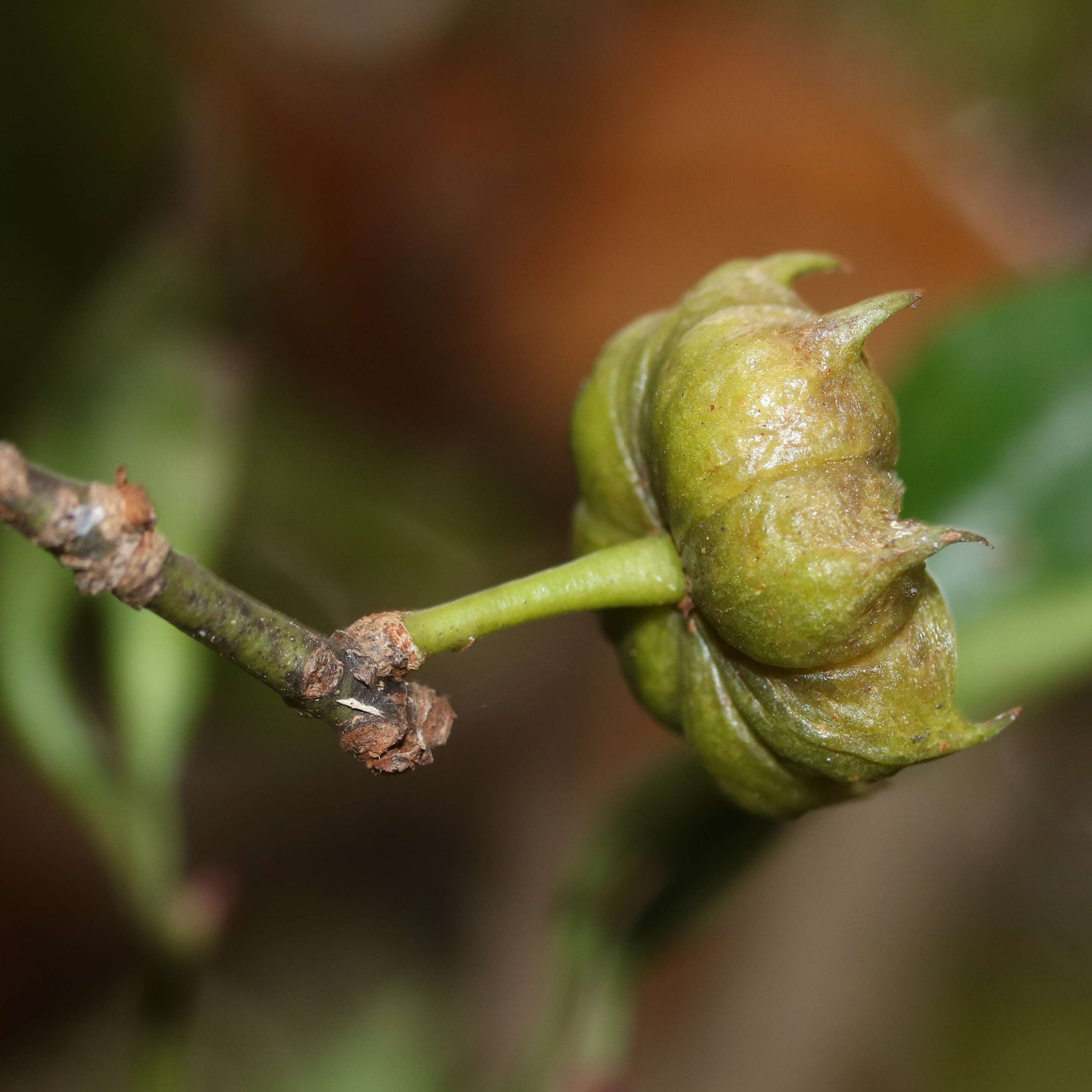 Imagem de Illicium anisatum L.