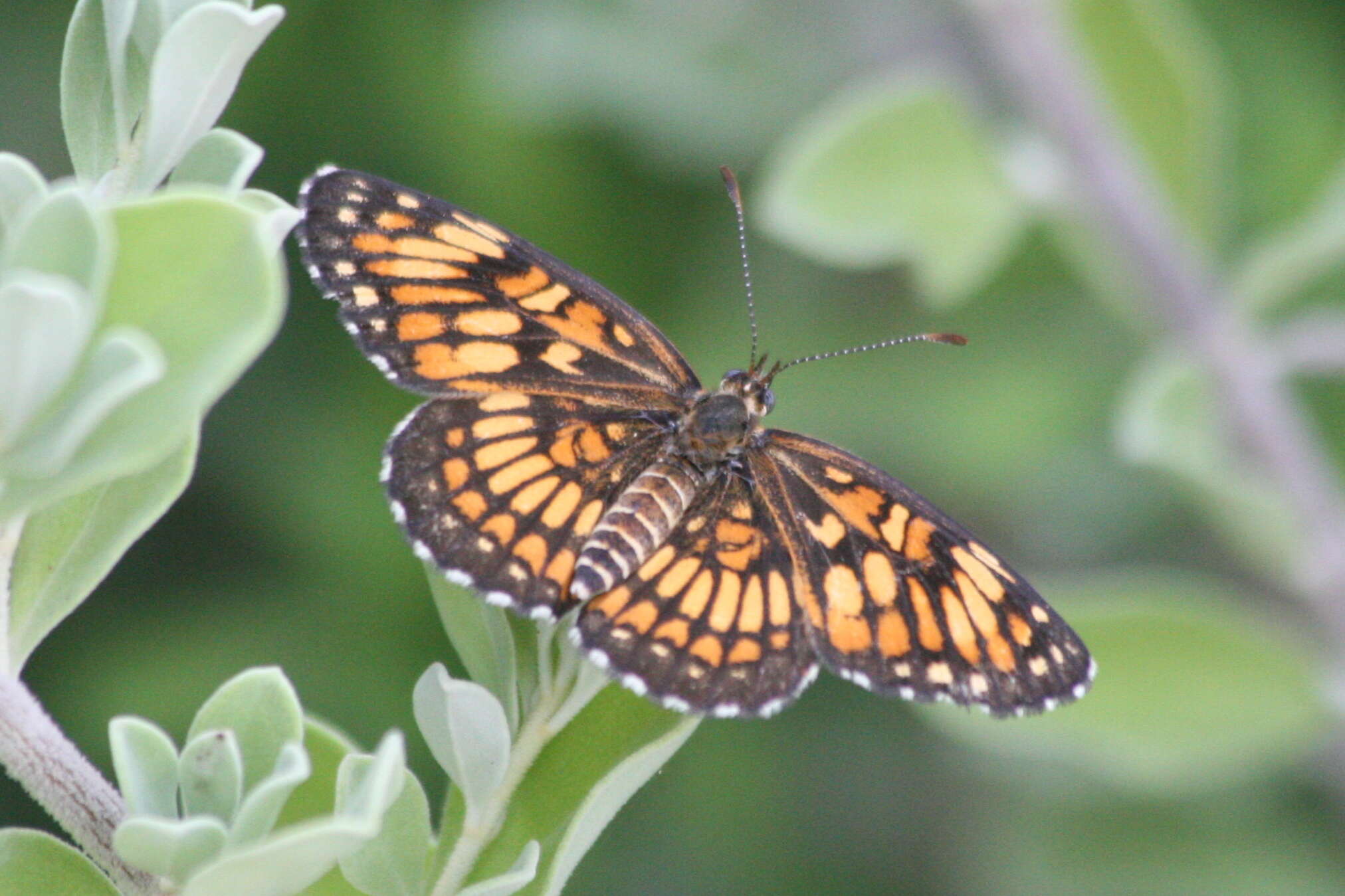 Image of Chlosyne theona