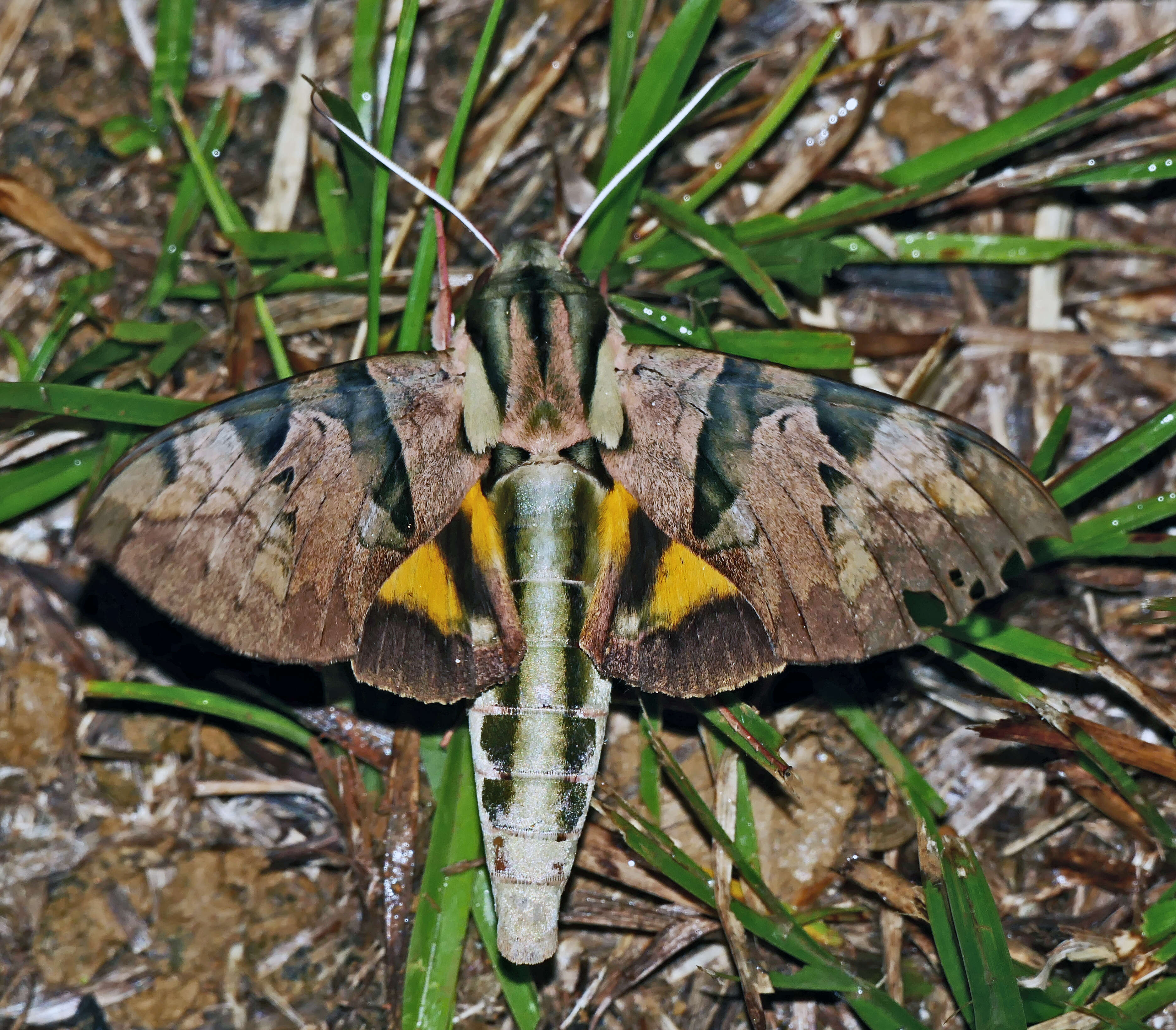 Image of Eumorpha capronnieri (Boisduval (1875))