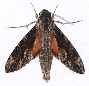 Image of Cramer's Sphinx Moth