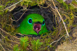 Image of Blue-naped Chlorophonia