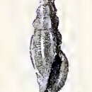 Image of Pseudorhaphitoma agna (Melvill & Standen 1896)