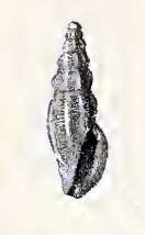 Image of Pseudorhaphitoma agna (Melvill & Standen 1896)