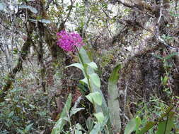 Image of Lopsided star orchid