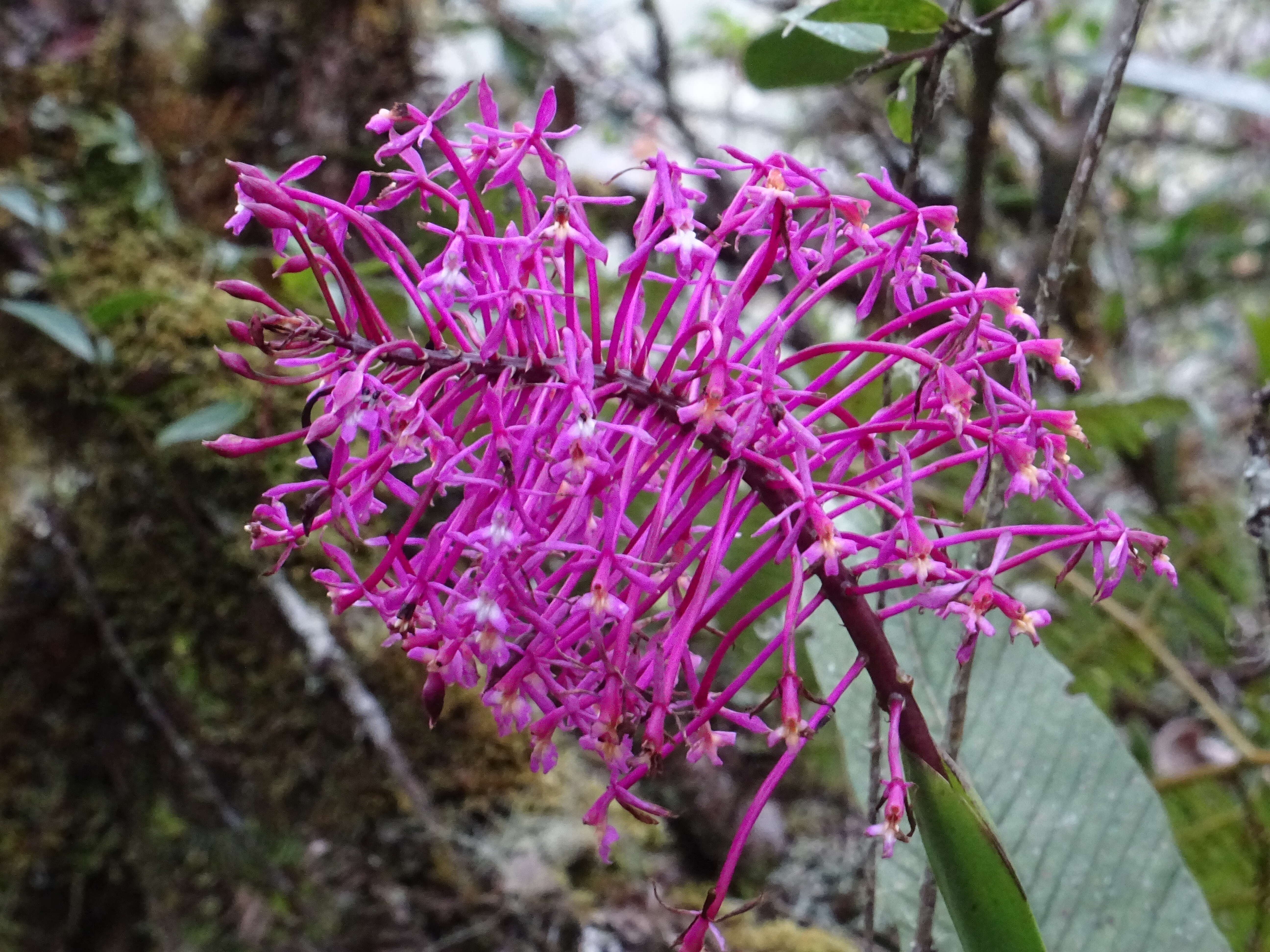 Image of Lopsided star orchid