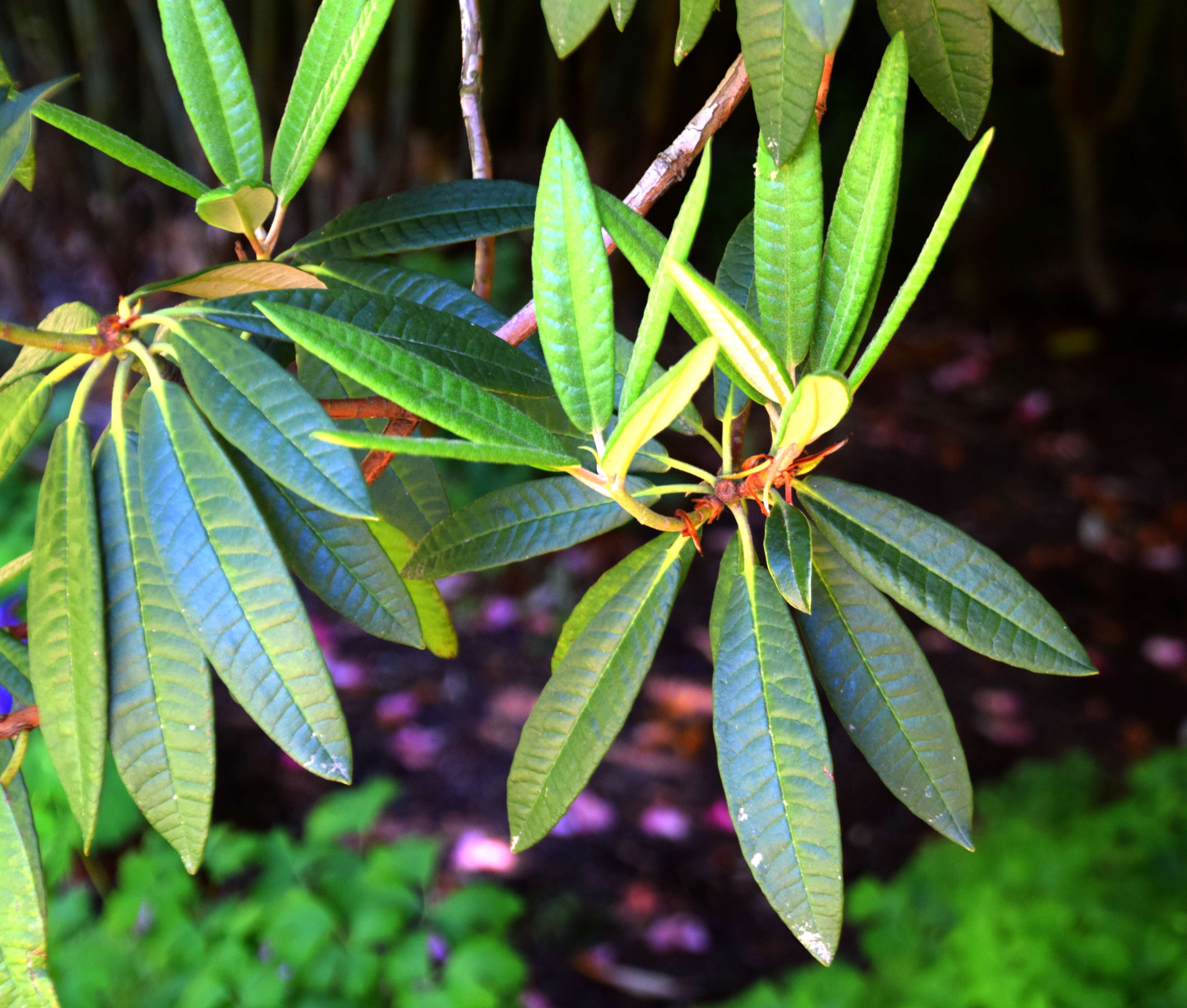 Image of Tree Rhododendron