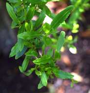 Image de Pyracantha crenulata (D. Don) M. Roemer