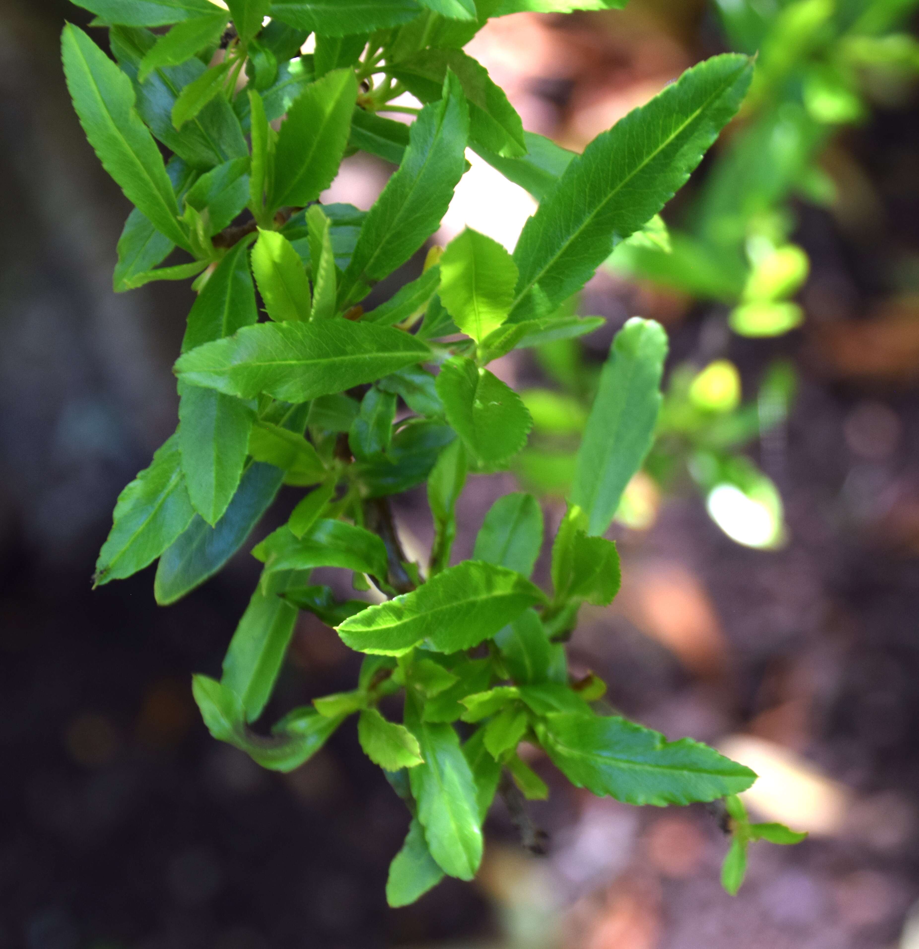 Image de Pyracantha crenulata (D. Don) M. Roemer