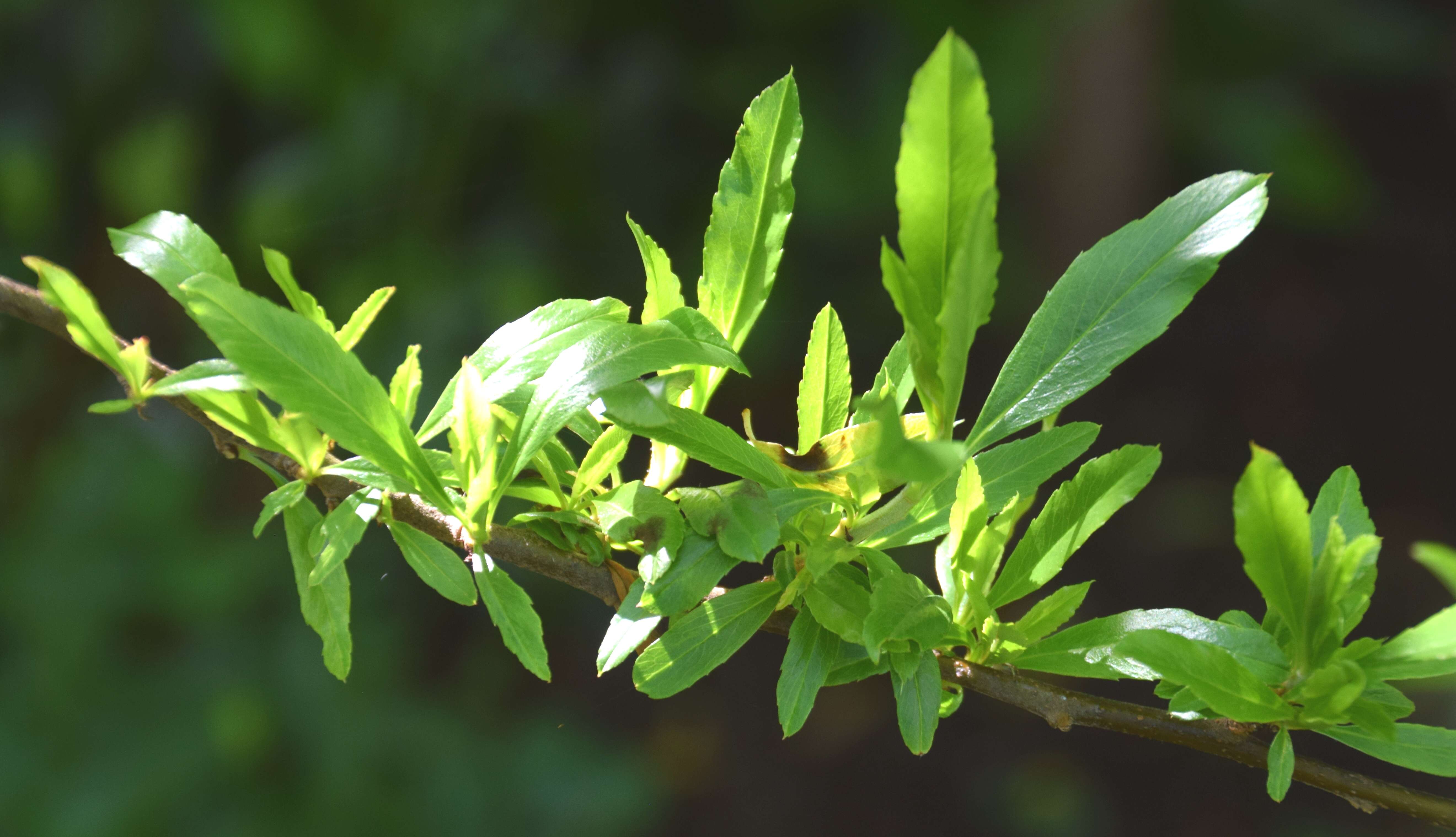 Image de Pyracantha crenulata (D. Don) M. Roemer