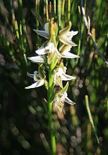 Image of Streaked leek orchid