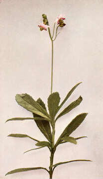 Image of pipsissewa