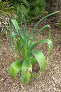 Image de Crinum bulbispermum (Burm. fil.) Milne-Redh. & Schweick.