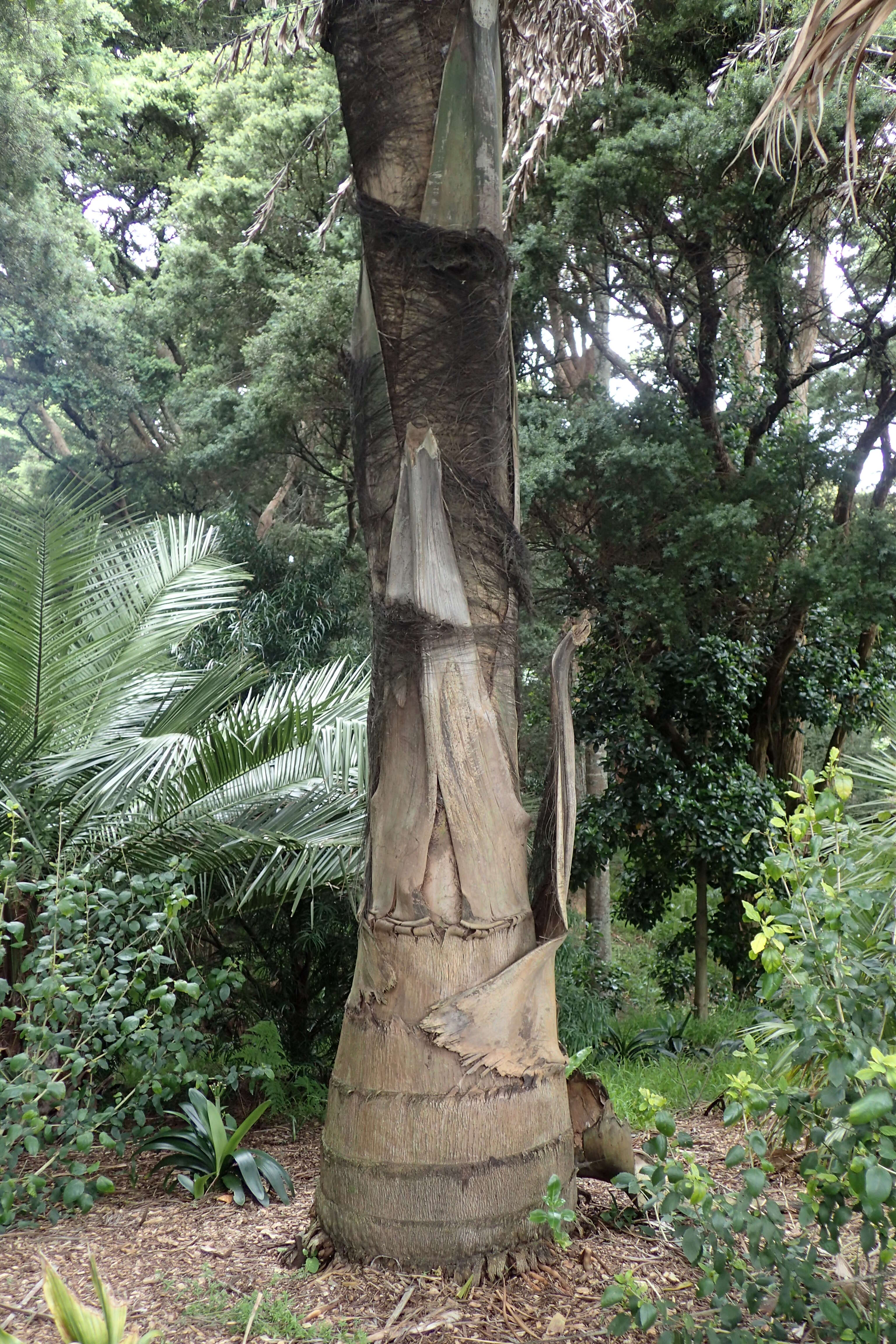 Image of Caryota obtusa Griff.