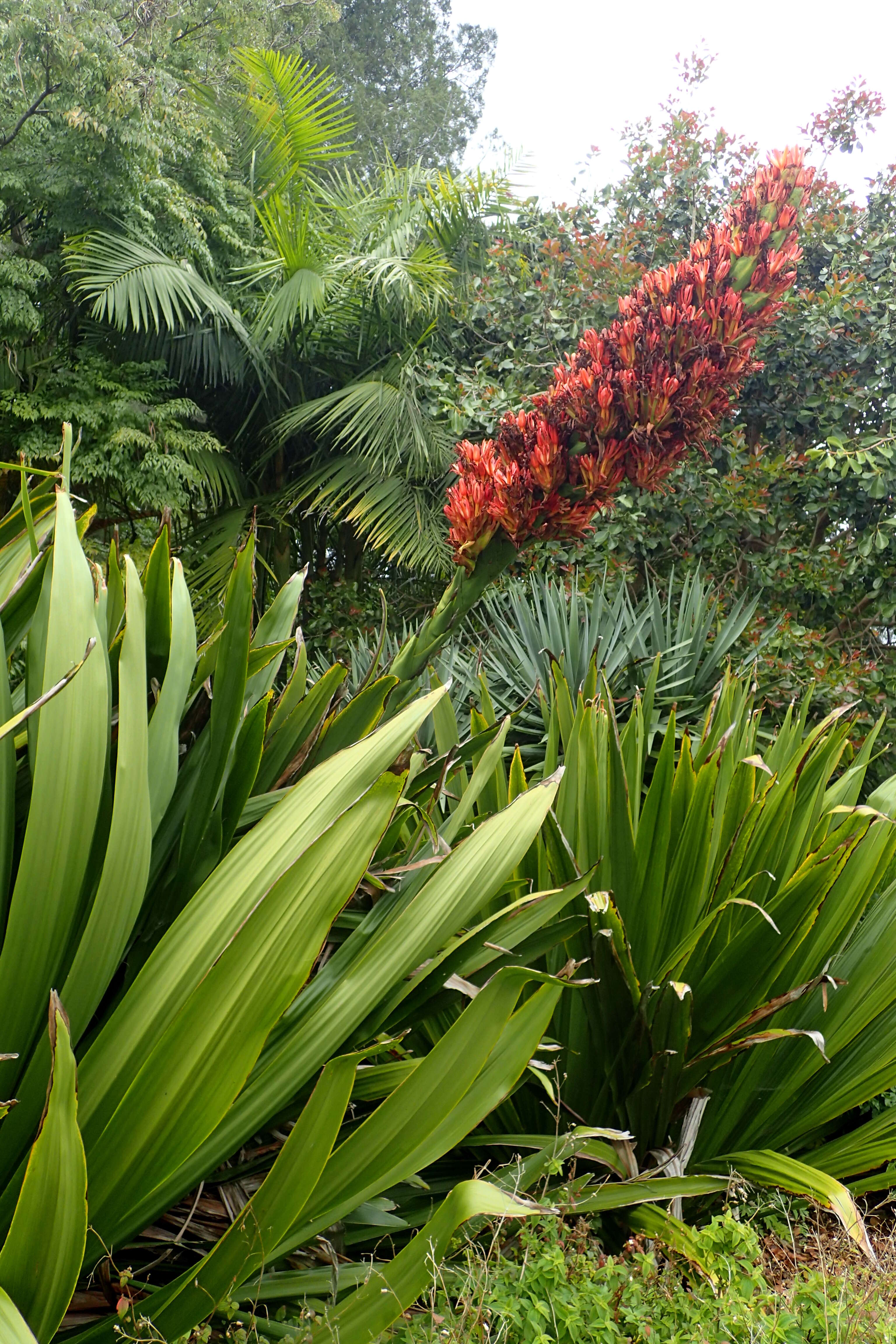 Doryanthes palmeri W. Bull resmi