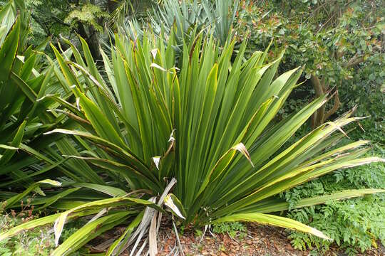 Doryanthes palmeri W. Bull resmi