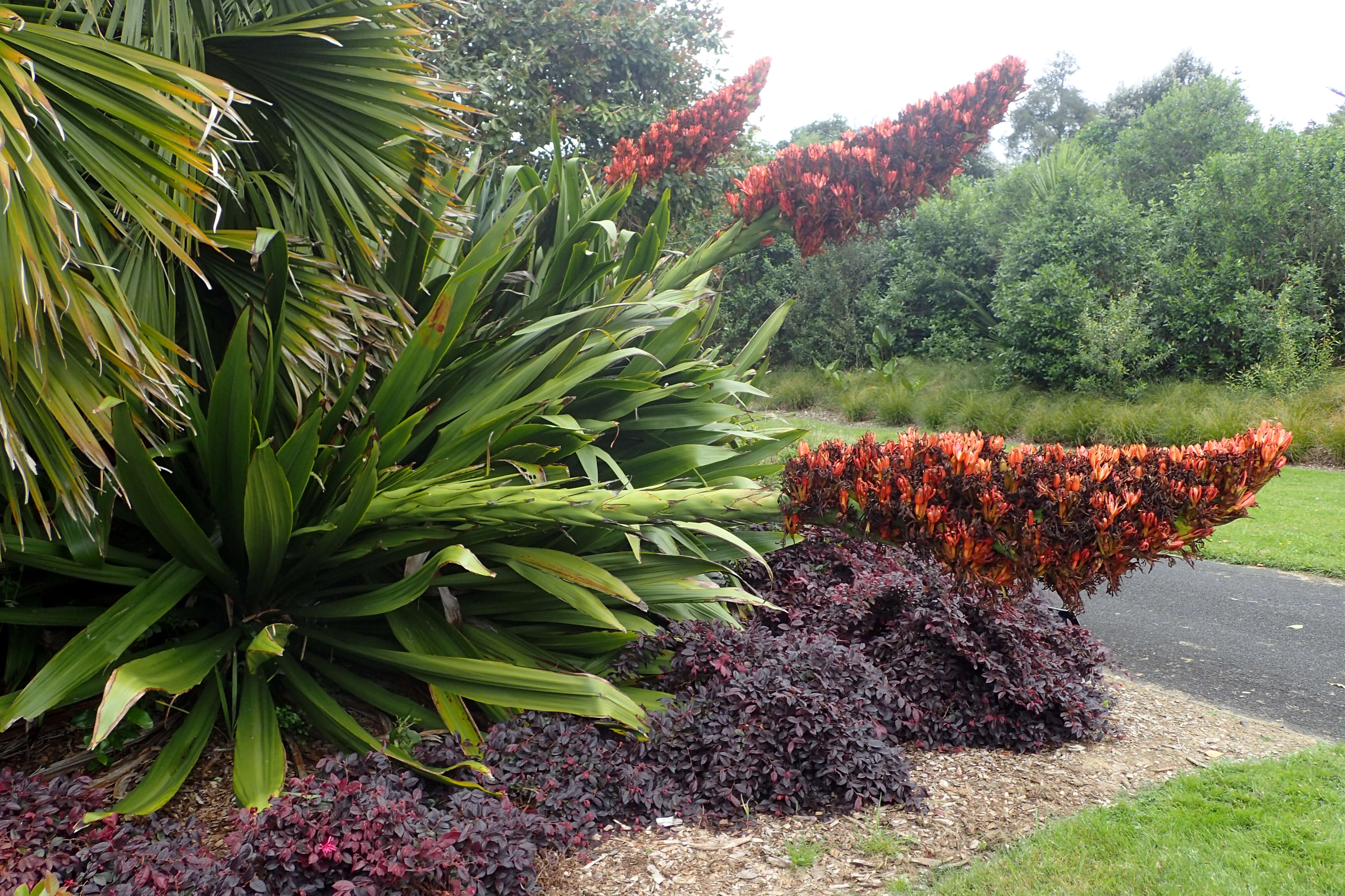 Doryanthes palmeri W. Bull resmi