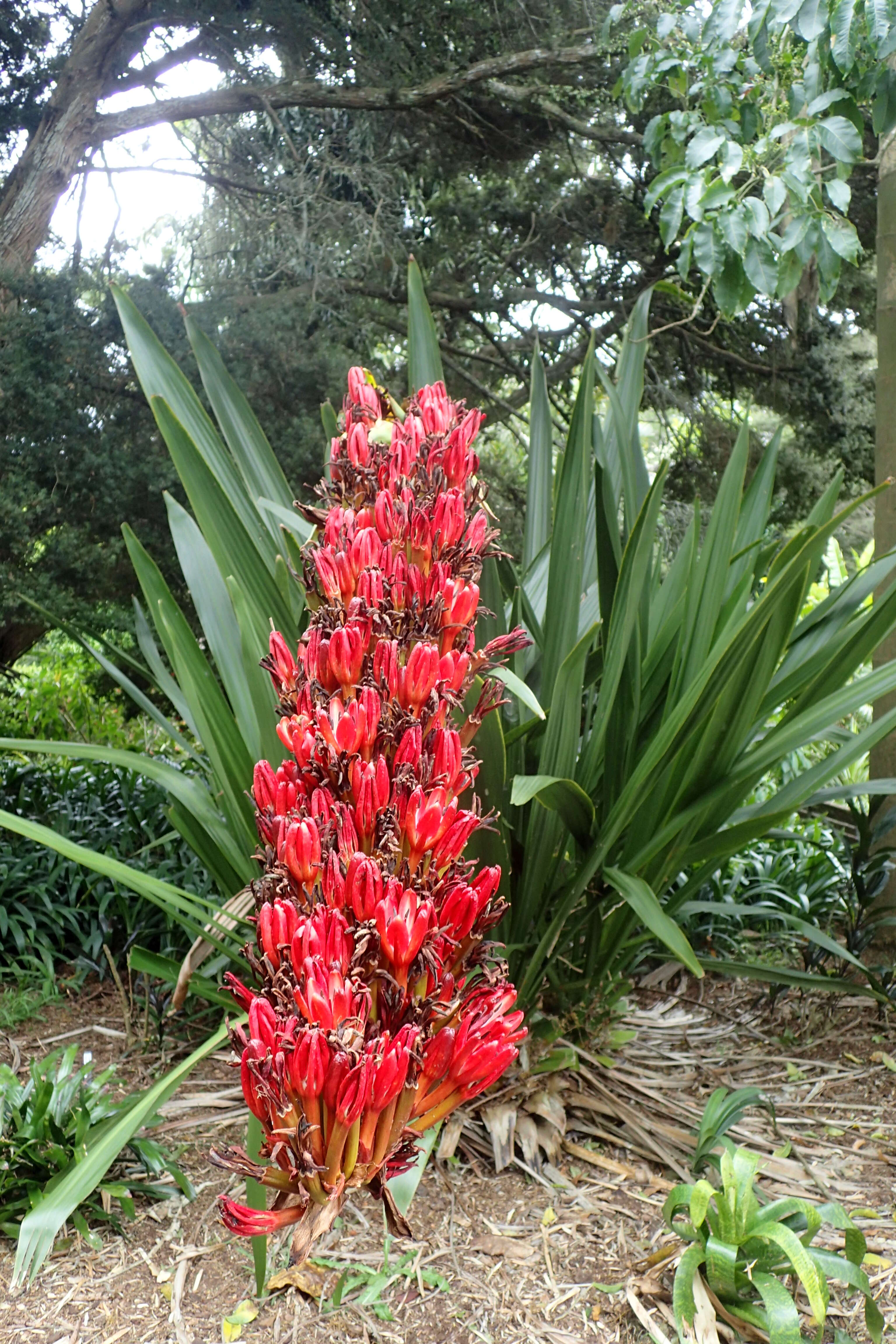 Doryanthes palmeri W. Bull resmi