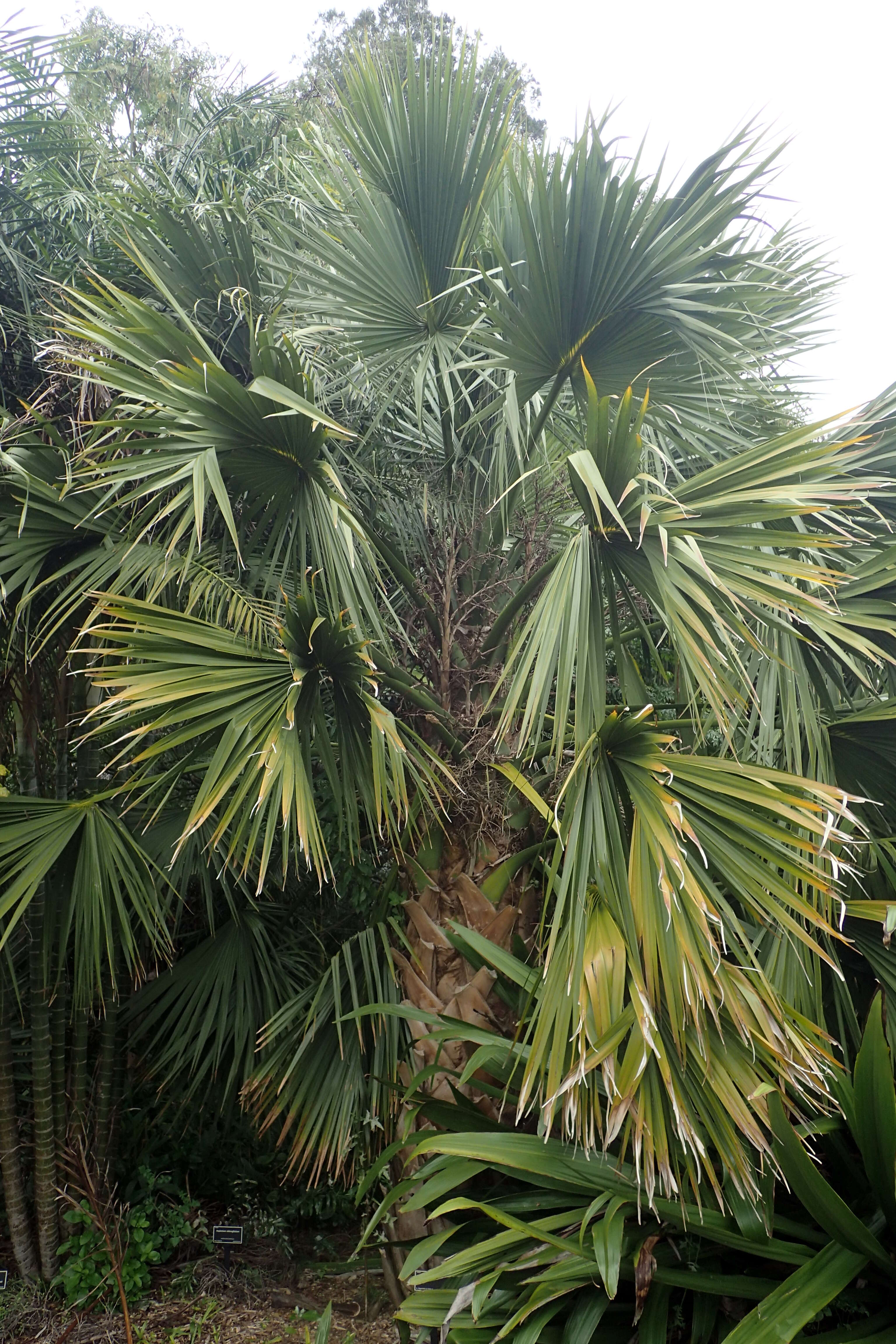 Image of Puerto Rico palmetto