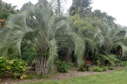 Image of Woolly butia palm