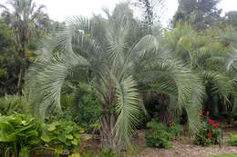 Image of Woolly butia palm