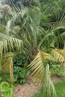 Image of Yatay palm