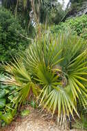 Image of scrub palmetto