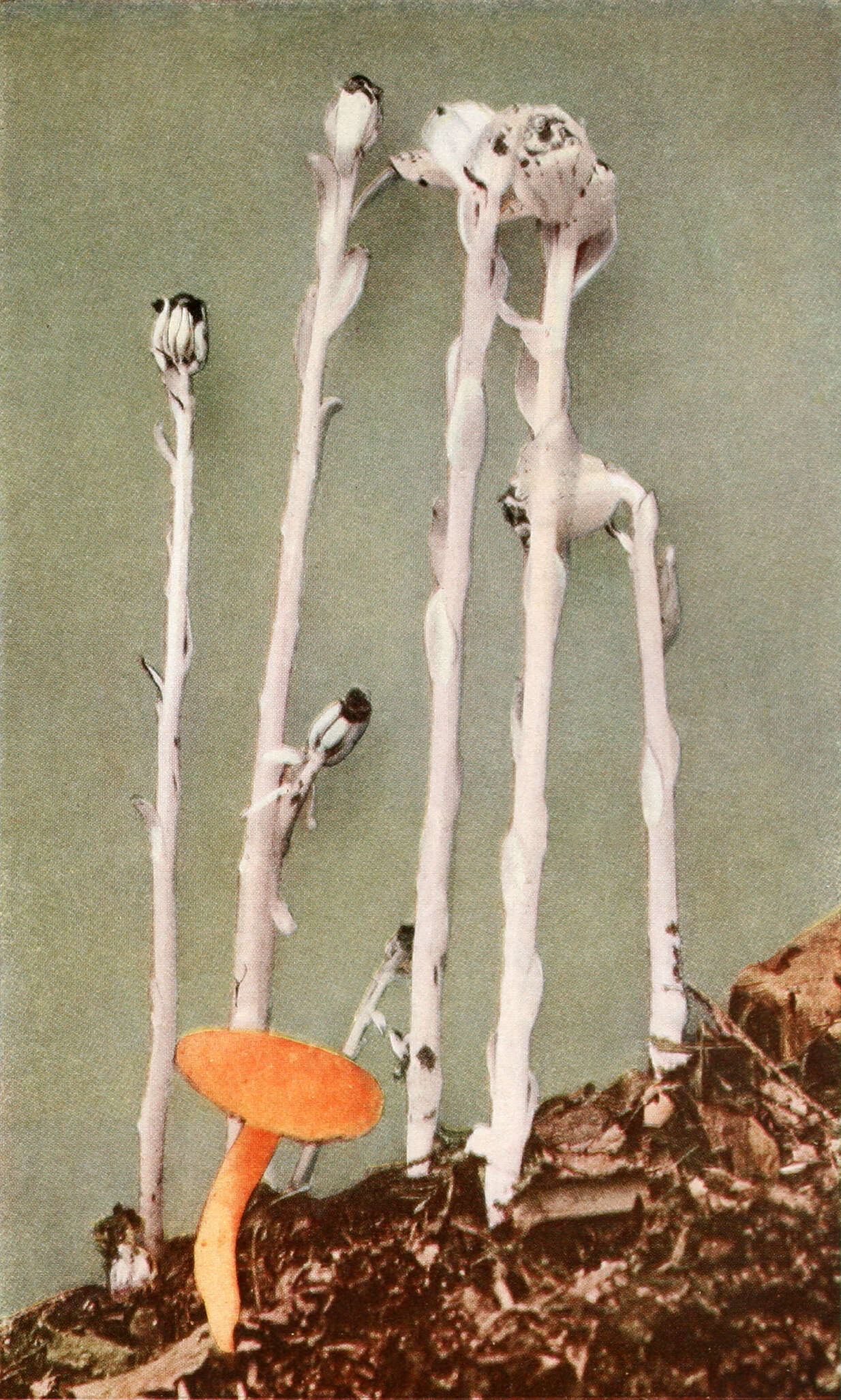 Image of Indian Pipe