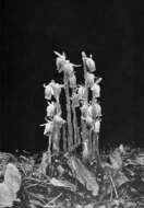 Image of Indian Pipe