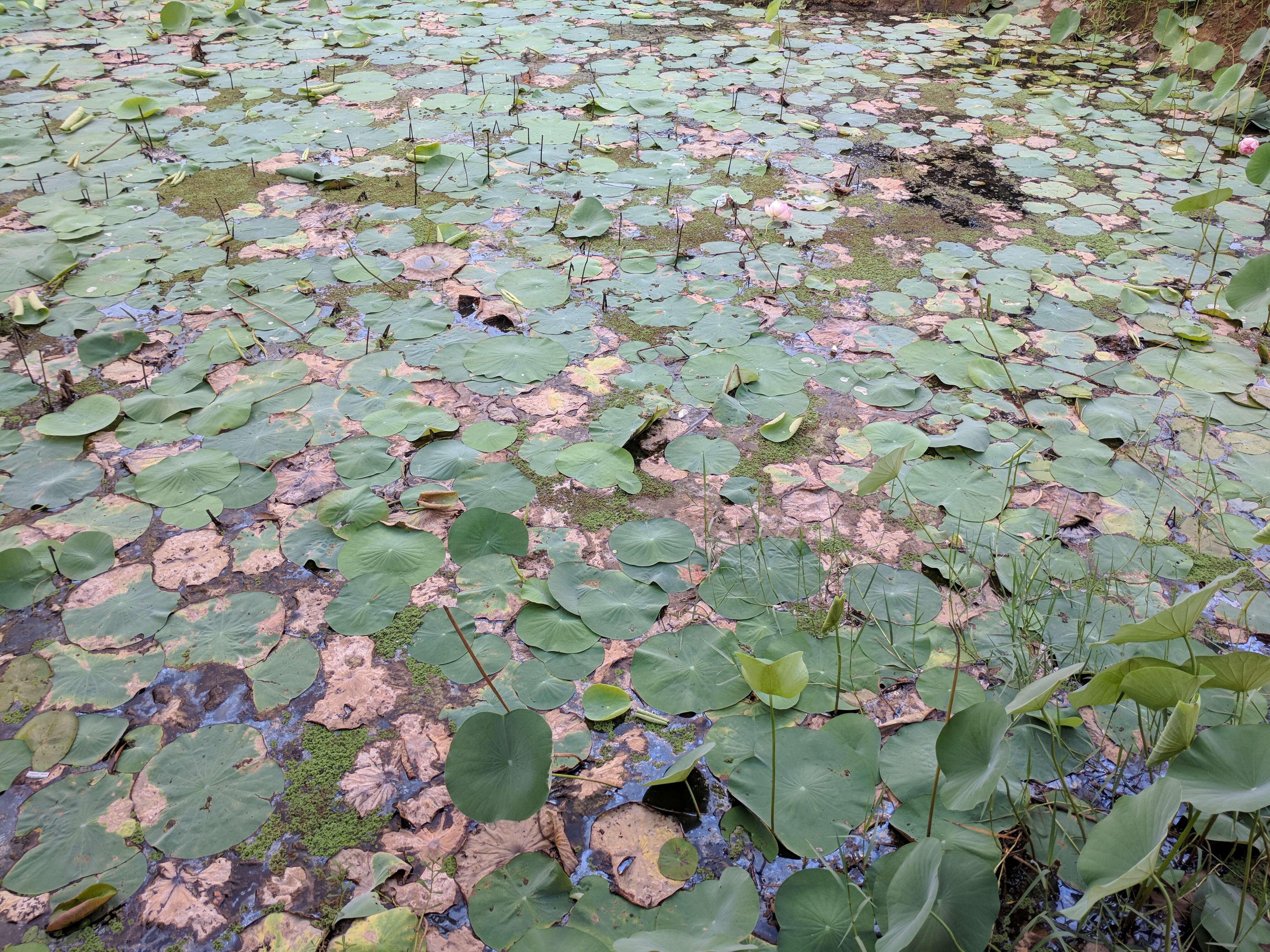 Image of sacred lotus