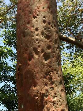 Image of Brittle Gum