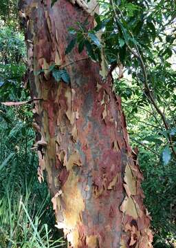 Image of Brittle Gum