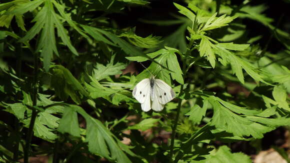 Image of small white