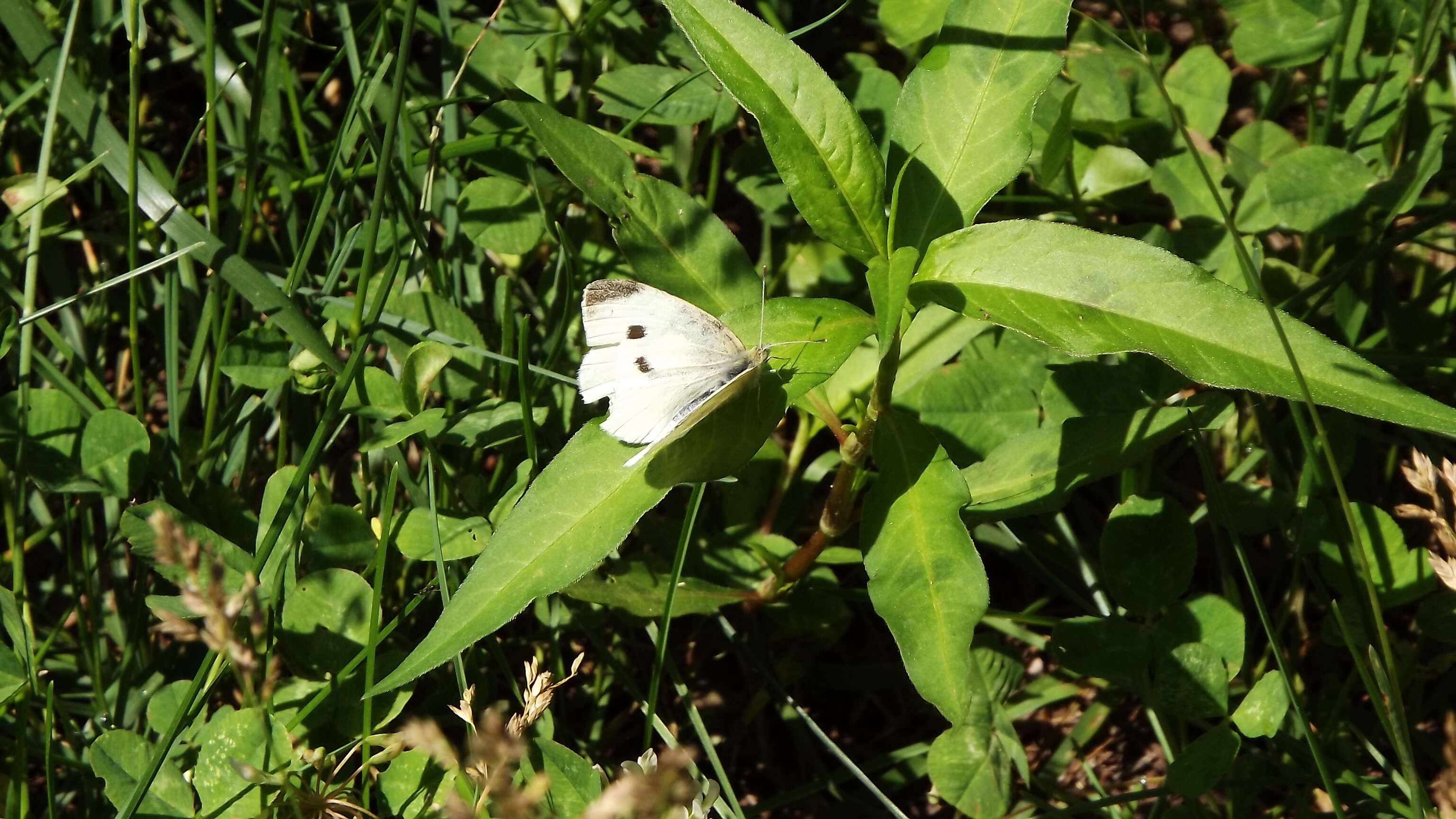 Image of small white