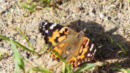 Image of Vanessa cardui