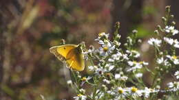 Image of Orange Sulphur