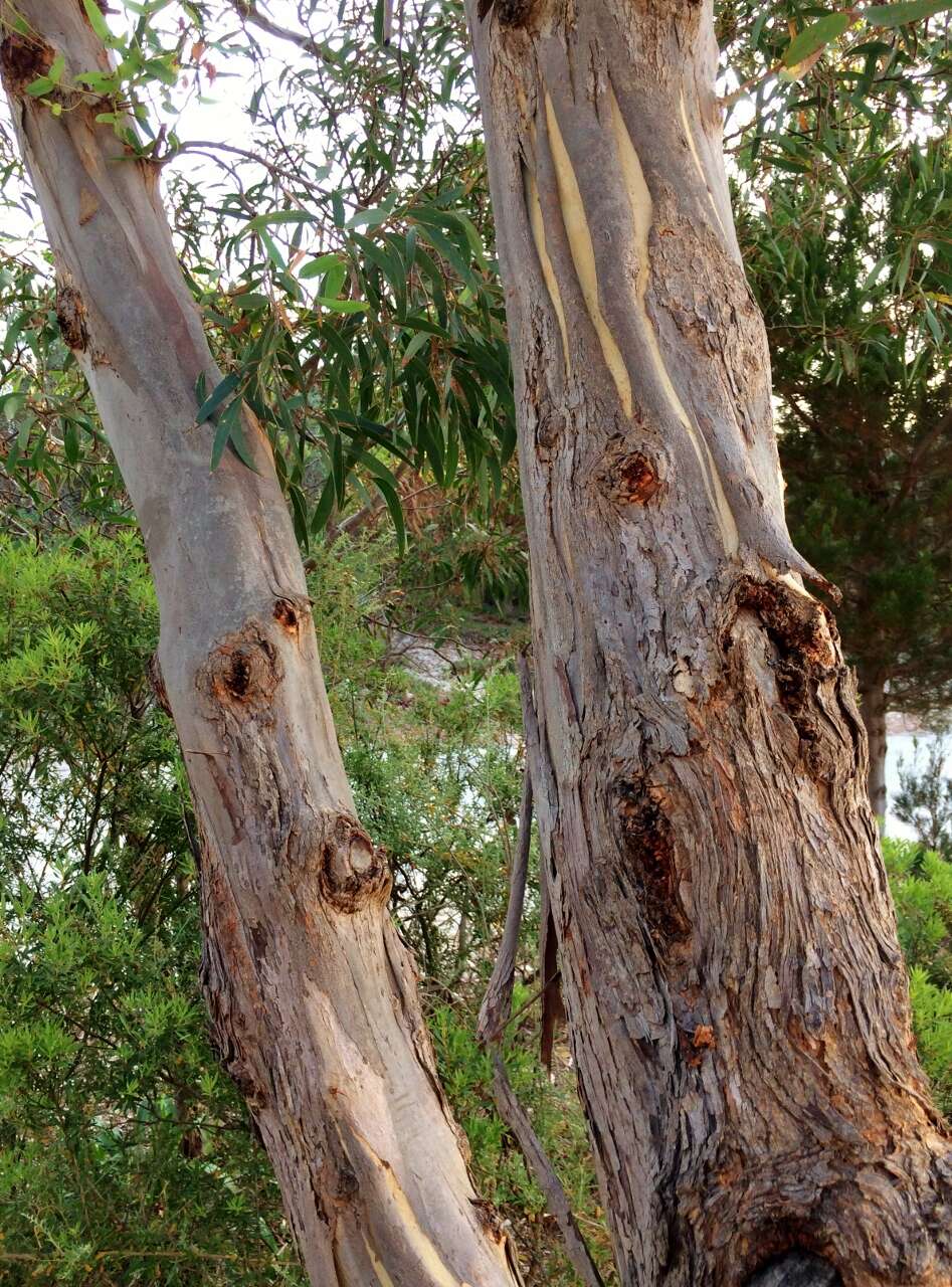 Imagem de Eucalyptus diversifolia Bonpl.