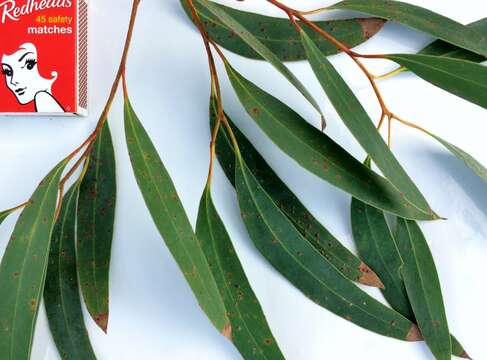 Слика од Eucalyptus diversifolia Bonpl.